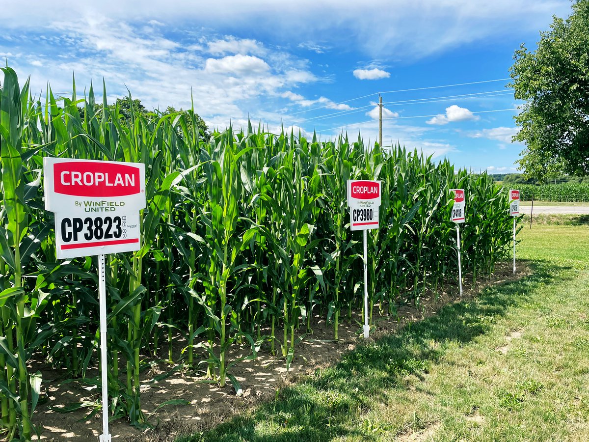 KaitlandVSpek's tweet photo. Couple NEW later day hybrids winning over my heart so far this season😍 🌽 Making bets early!! #3980VT2P #3823SS #4757VT2P #CROPLAN #CornIsKing #WinfieldUnitedCanada https://t.co/Bu3E8YB4rs