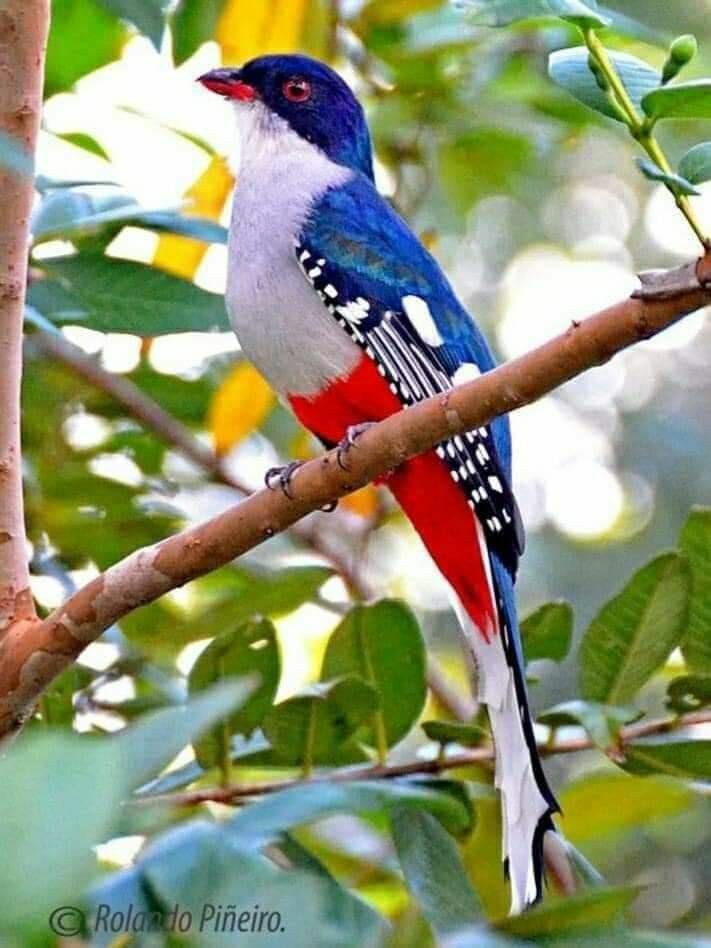 TIMA635's tweet photo. @TIMA635 
Flying Jewels, God`s Awesome &amp; Gorgeous Creation. https://t.co/HAS4ixF5ht