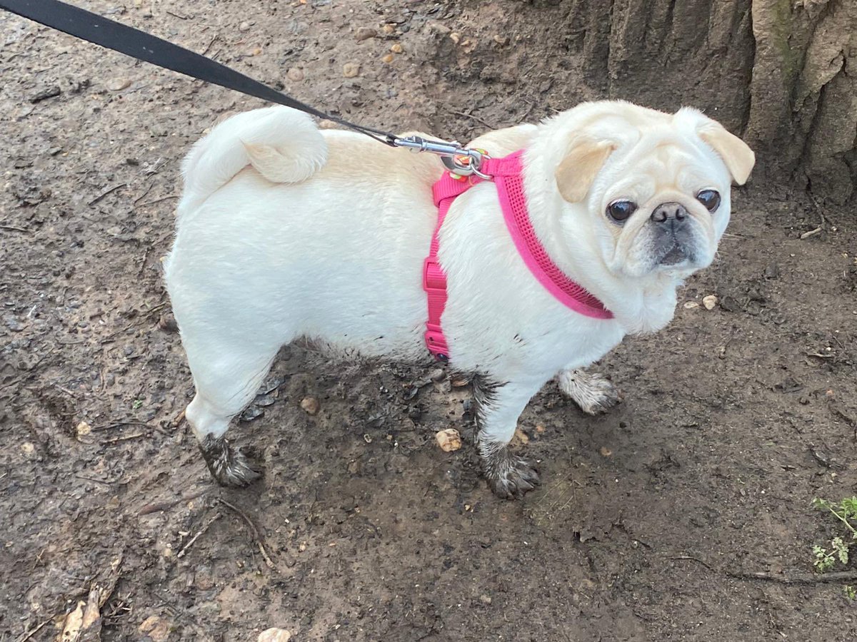 Mom what happened 🤔 how my paws get muddy #misstilly #mrjax #adayinthelife #pugs  #frenchbulldog #dogs #dogsontwitter #diva #puddles  #walks #summer #furbabies #mansbestfriend #dogsbehavingbadly #fortheloveofdogs #england 😂😂😂💕🐶💕