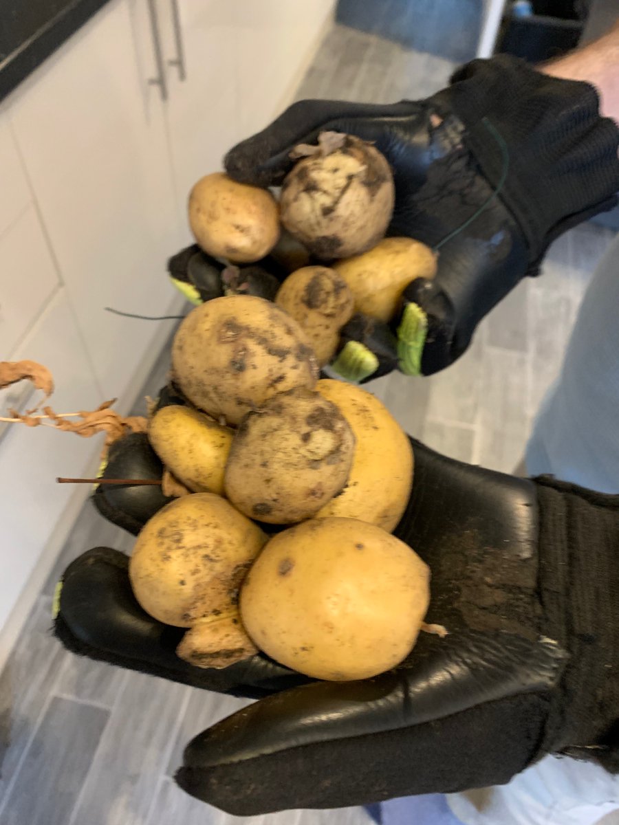 Small pleasures. First time we've ever grown veg and it feels/tastes very sweet