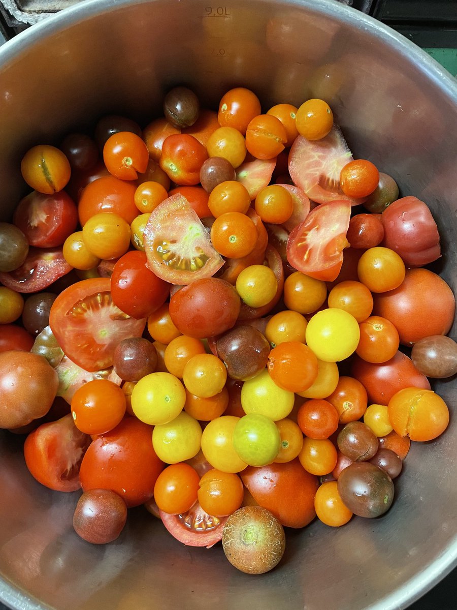 DLeShack's tweet photo. Processing the first batch of tomatoes #passata #winterstores #polytunnel https://t.co/fciKv48Y2j