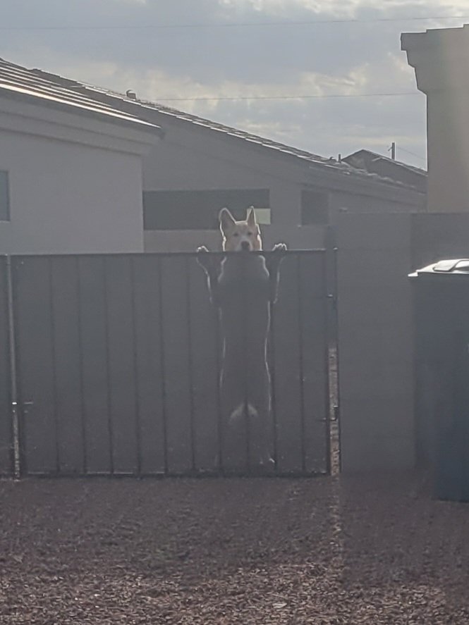 Morgan4Az's tweet photo. Did my best to convince this good boy about our campaign. Pretty sure we got through to him and you'll see him at the polls on August 2nd. @AZGOP #VoteThemAllOut2022 https://t.co/ceOyjFVE10