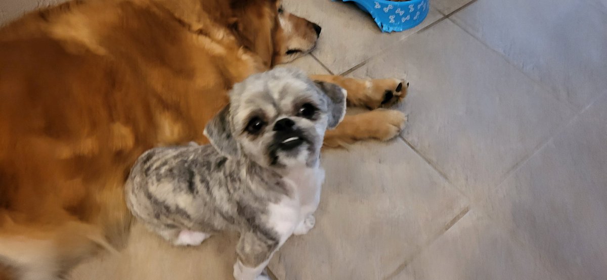 elsie11629's tweet image. Gizmo got shaved! #dogsoftwitter
#differentdog