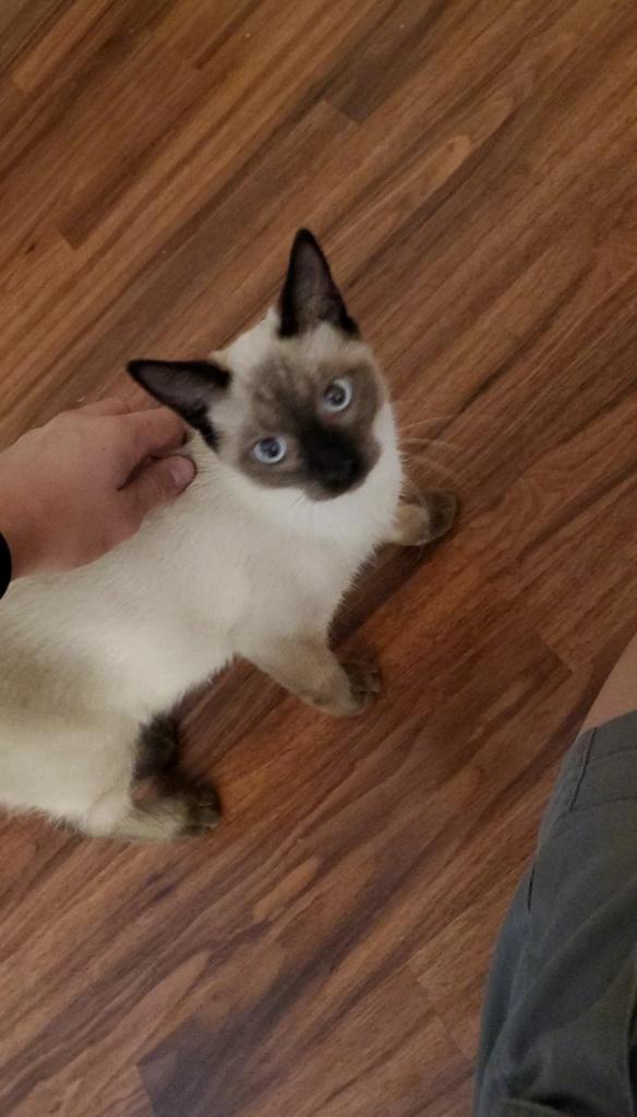ToebeanSquiggy's tweet photo. My mum's friend found me under a car when I was only 4months old and gave me to mum so I could be taken care of. I'm 2 year's old now and I still live with my mum in my furrever home. Here's a picture of me then and now  #CatsOfTwitter https://t.co/thd2jurHrL