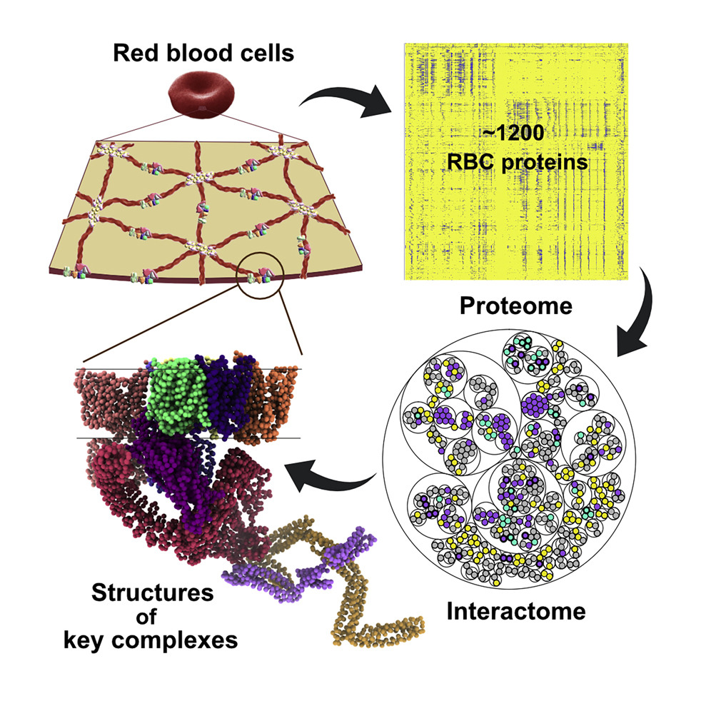 George J. Murphy (@drgjmurphy) on Twitter photo The protein organization of a red blood cell...fun and fantastic collaboration w/ <a href="/edward_marcotte/">Edward Marcotte</a> <a href="/davidwtaylorjr/">David Taylor</a> <a href="/kdrew/">Kevin Drew</a> <a href="/kim_vanuytsel/">Kim Vanuytsel</a> <a href="/clairemcwhite/">Claire McWhite</a> <a href="/eric_verbeke/">Eric Verbeke</a> cell.com/cell-reports/f… The protein organization of a red blood cell...fun and fantastic collaboration w/ <a href="/edward_marcotte/">Edward Marcotte</a> <a href="/davidwtaylorjr/">David Taylor</a> <a href="/kdrew/">Kevin Drew</a> <a href="/kim_vanuytsel/">Kim Vanuytsel</a> <a href="/clairemcwhite/">Claire McWhite</a> <a href="/eric_verbeke/">Eric Verbeke</a> cell.com/cell-reports/f…