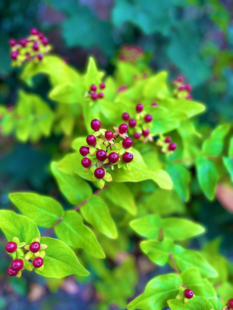 Dave Johnston 🚶🦮📸 tweet media