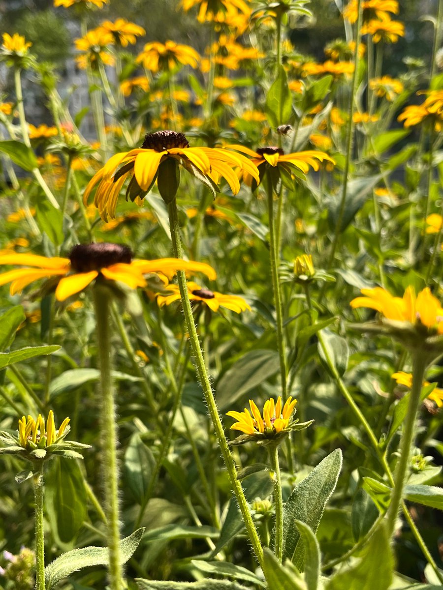 _b_p's tweet image. Had a great time this afternoon snapping photos under the guidance of @Sanabriaphotos, talented @MathforAmerica  teacher and photographer extraordinaire. Fun session! #MfASummerThink