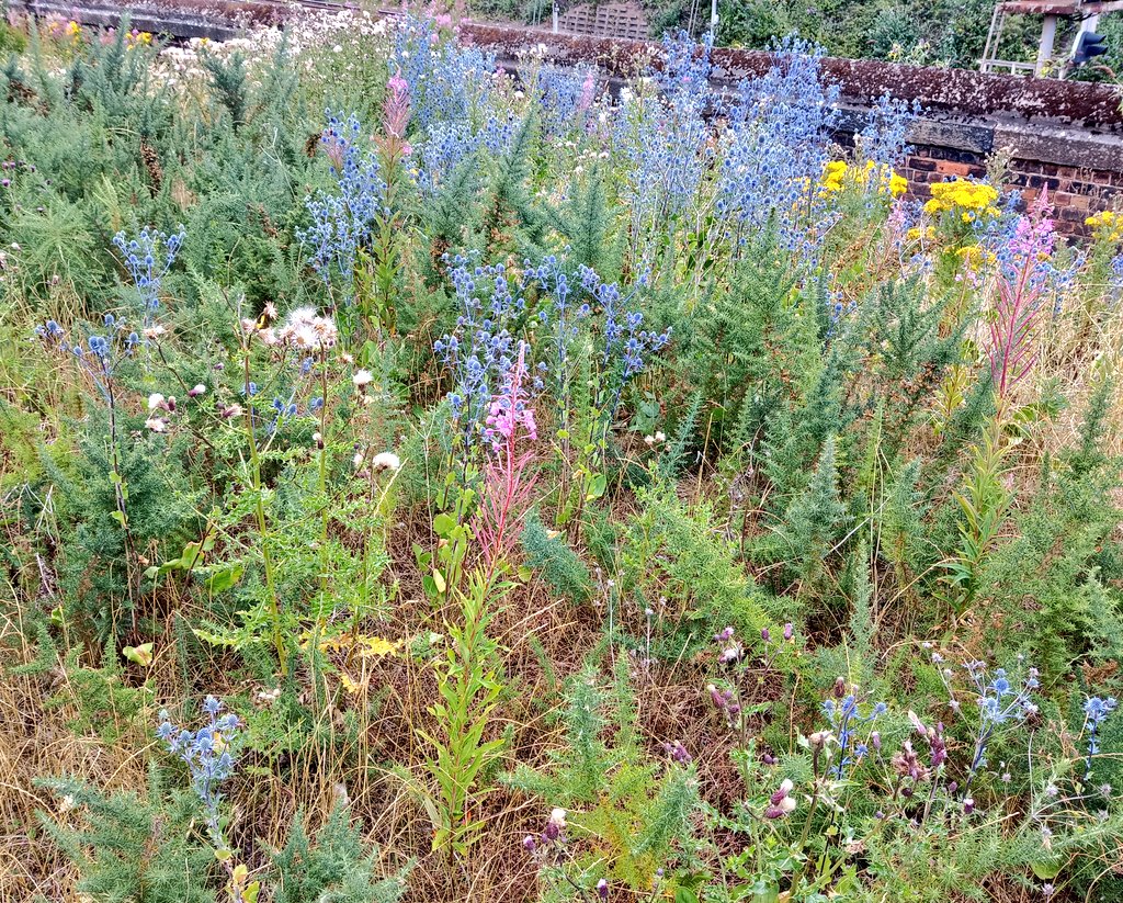 Alastair Culham tweet media