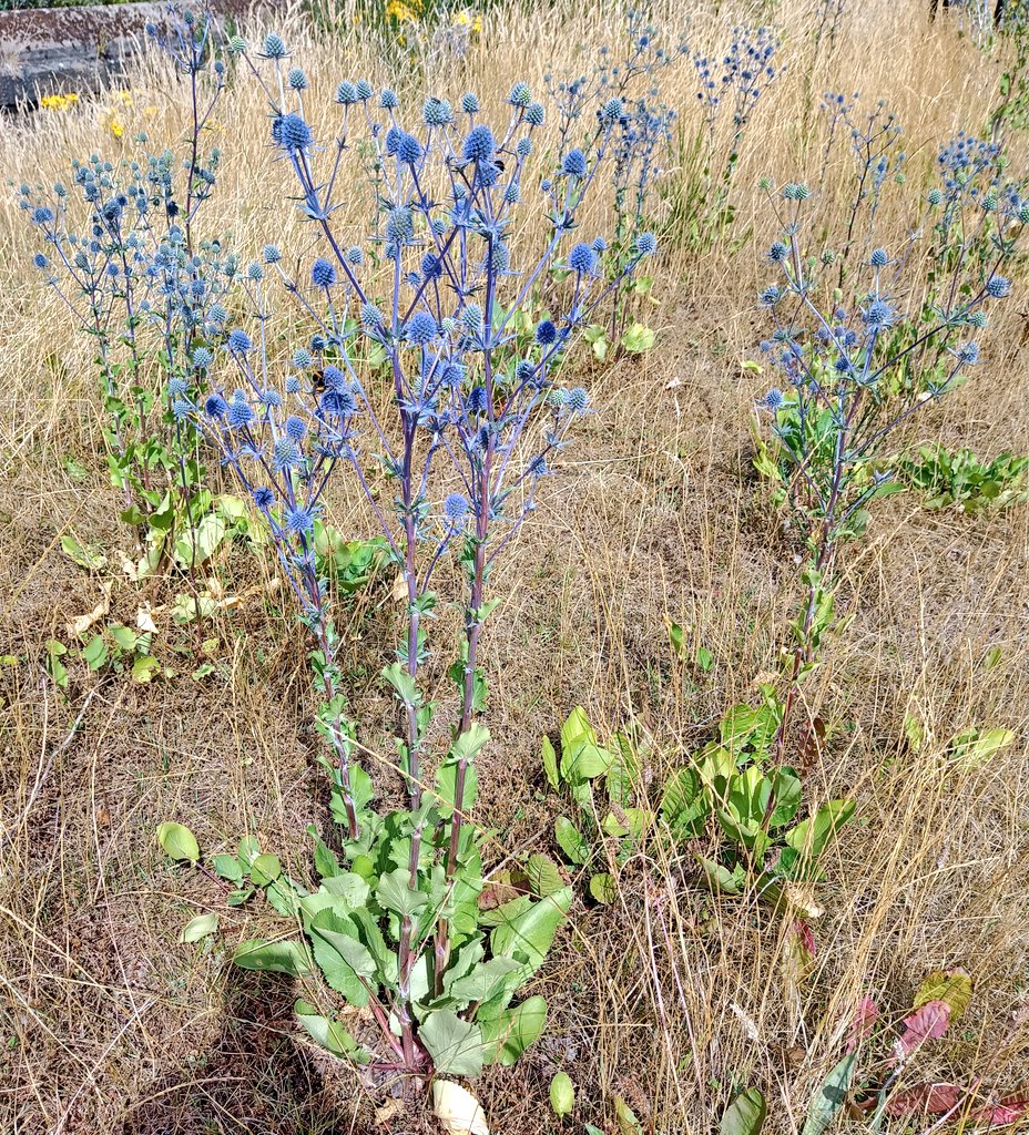 Alastair Culham tweet media