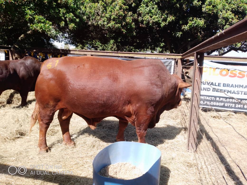 #BounceBackBetter
#livestockgrowthplan
#NDS1
The PS <a href="/MoLAFWRD_Zim/">MinofLands,Agric,Fisheries,Water&Rural Development</a>, <a href="/basera_john/">John Basera</a> officiated at the 54th edition of the National Bull Sale auction in Mount Hampden today. The highest bid for a Brahman Stud Bull was USD13 500.00
<a href="/VPHaritatos/">Hon. Vangelis Peter Haritatos</a> 
<a href="/DVSZim/">Veterinary Services Zimbabwe</a> 
<a href="/ZBCNewsonline/">ZBC News</a> 
<a href="/StarFMNews/">Star FM News</a>