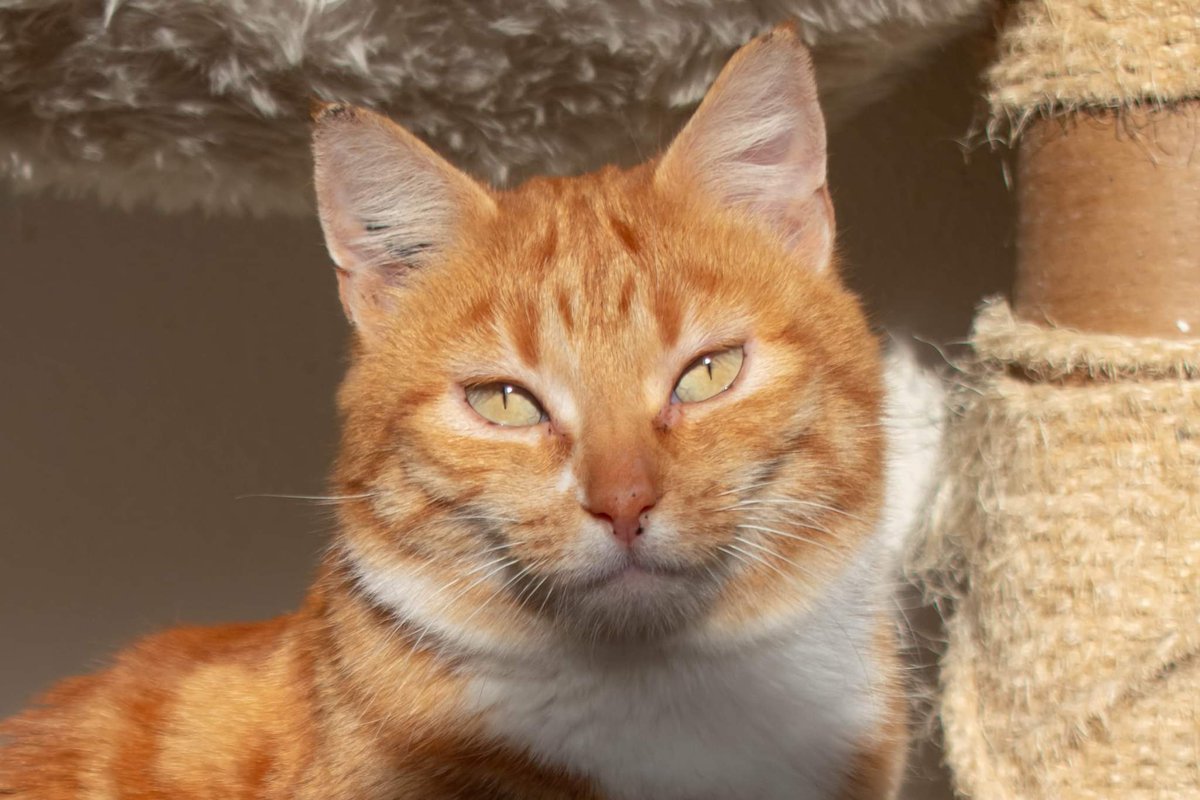 ChipiePrincesse's tweet image. Comment pouvez vous expliquer que cette chatte, hyper sociable, gentille, câline, soit en retour d'adoption après 3 mois ??
Sérieusement, on arrive déjà pas à faire adopter des chatons en ce moment à l'asso...
Bref, Nami aurait besoin d'une nouvelle famille...