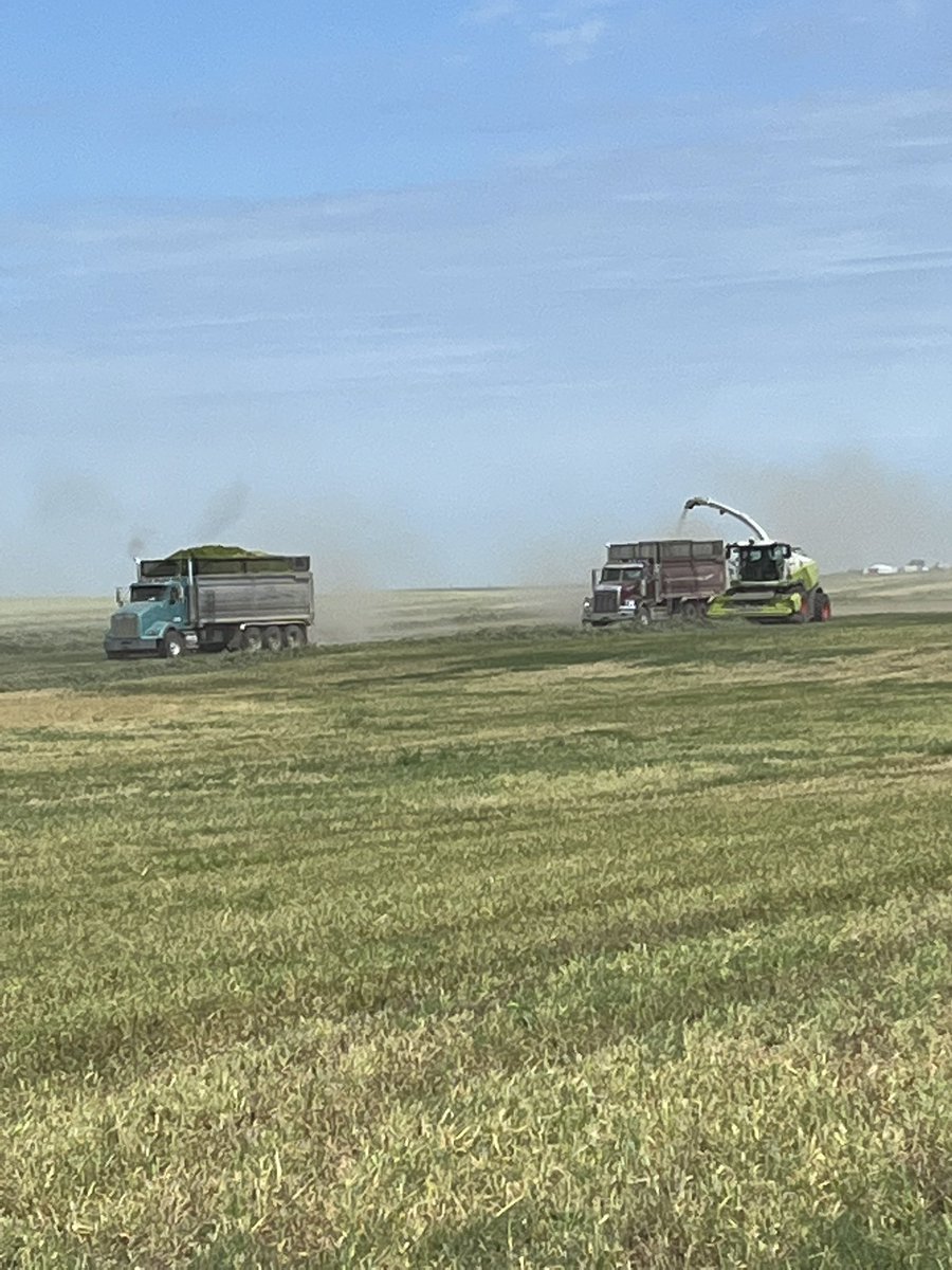 Cow chow being made today. Thanks to Creekside custom harvesting.