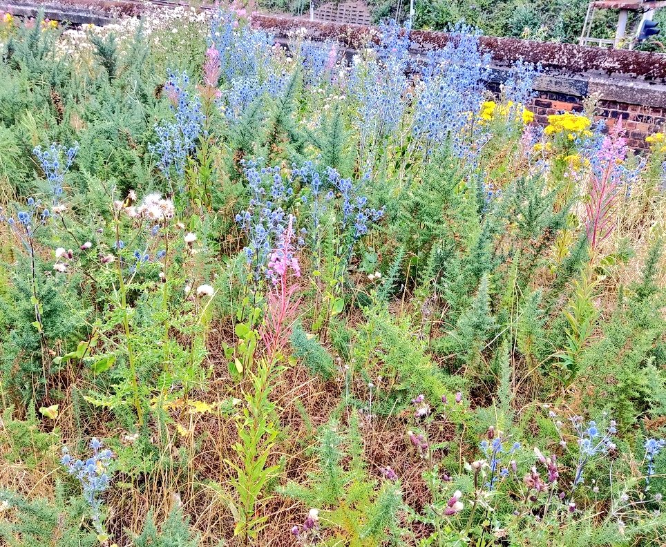 Alastair Culham tweet media