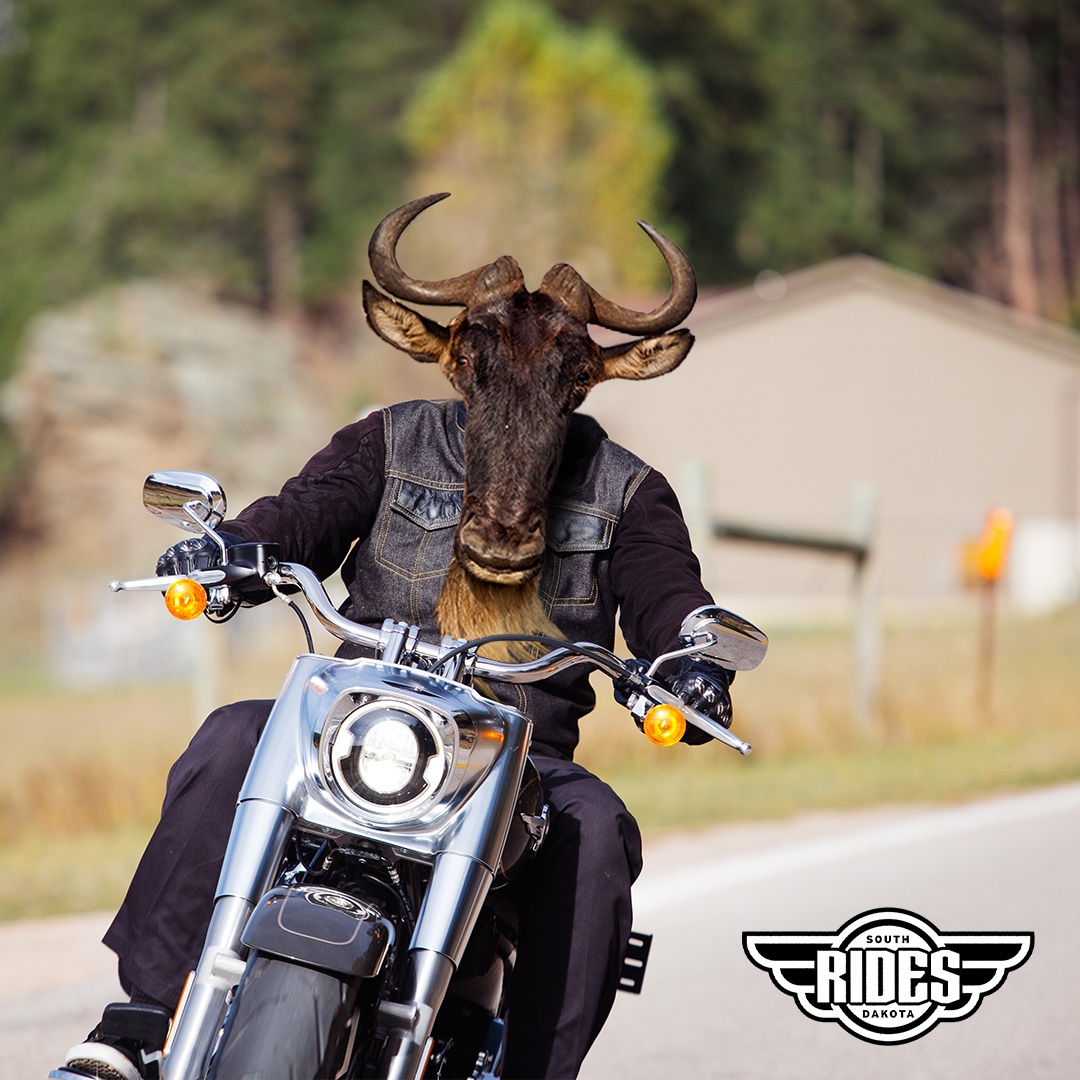 DriveSafeSD's tweet photo. Of all the migrations in the world, from wildebeest to geese, few match the Sturgis Motorcycle Rally in terms of natural wonder. Keep an eye out for wild riders so we can keep them on Planet Earth! 🌎
#SDRides #DriveSafeSD #SturgisRally #ShareTheRoad https://t.co/mURhqf4rit