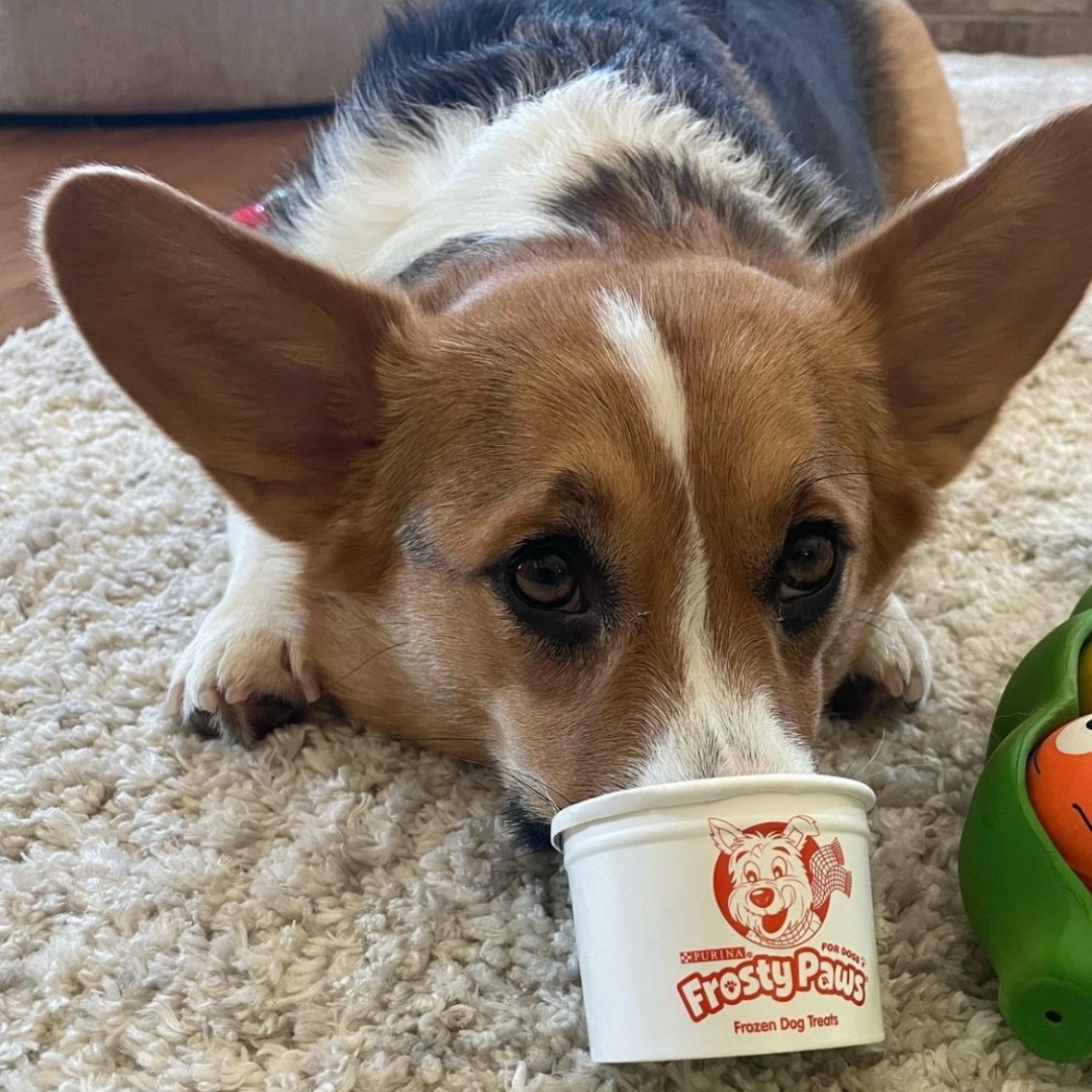 Jameson's nose fits perfectly in this cup 🐶 #WoofWednesday

📸: jameson_the_corgi_ (on Instagram)