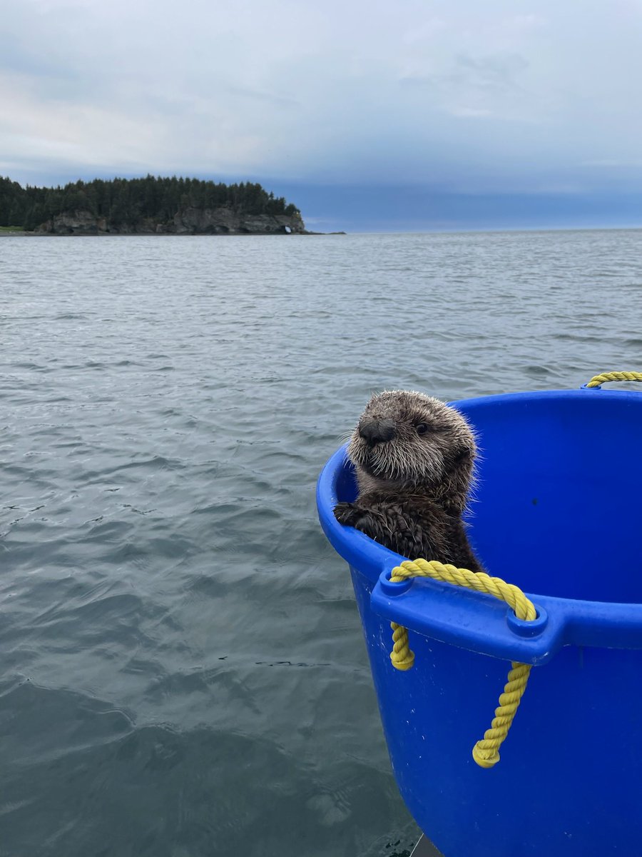 Symbioecologist's tweet photo. Heard this lil guy calling out in distress while tangled in a fishing net—my (otter biologist) coworkers detangled him and returned him to his mom 😍 https://t.co/Dkri8HzxwO