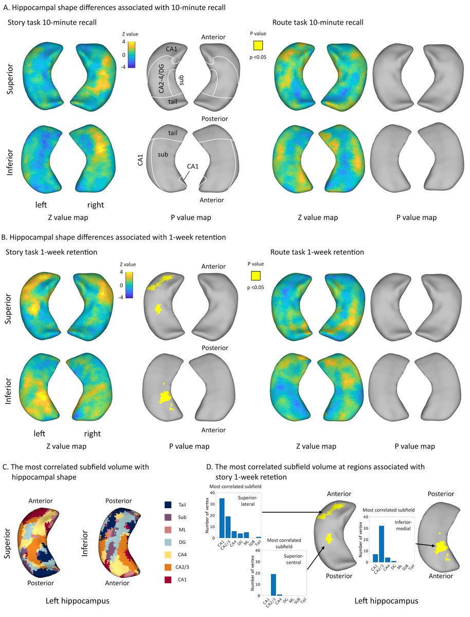 EpilepsiaJourn's tweet photo. Atrophy of the hippocampal CA1 subfield relates to long‐term forgetting in focal epilepsy https://t.co/PB9c7k8VsX
#epilepsy #epilepsyresearch #longtermforgetting #memoryconsolidation #hippocampalsubfield #FreeSurfer #longtermmemory @IlaeWeb @WileyNeuro @yesILAE @epilepsiajourn https://t.co/3Me7pZGexy