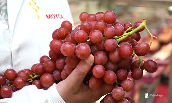 jaarcossanchez's tweet photo. 🔝🔝🔝Murcia presume de uva con empresas como Moyca Grapes
📝https://t.co/ibFLPauxy2
📍Visitamos una entidad señera en #Totana🍇
📌#Moyca produce 70 millones de kilos en 2.000 hectáreas de superficie con 54 diferentes variedades de #uva de mesa 🍇
#regiondeMurcia #agricultura https://t.co/njZfM72ZW3