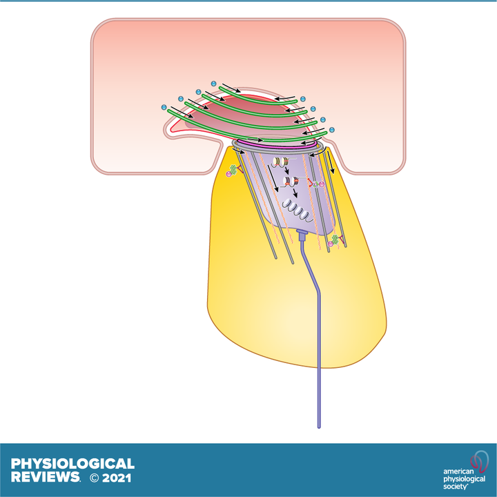 Physiological Reviews tweet media
