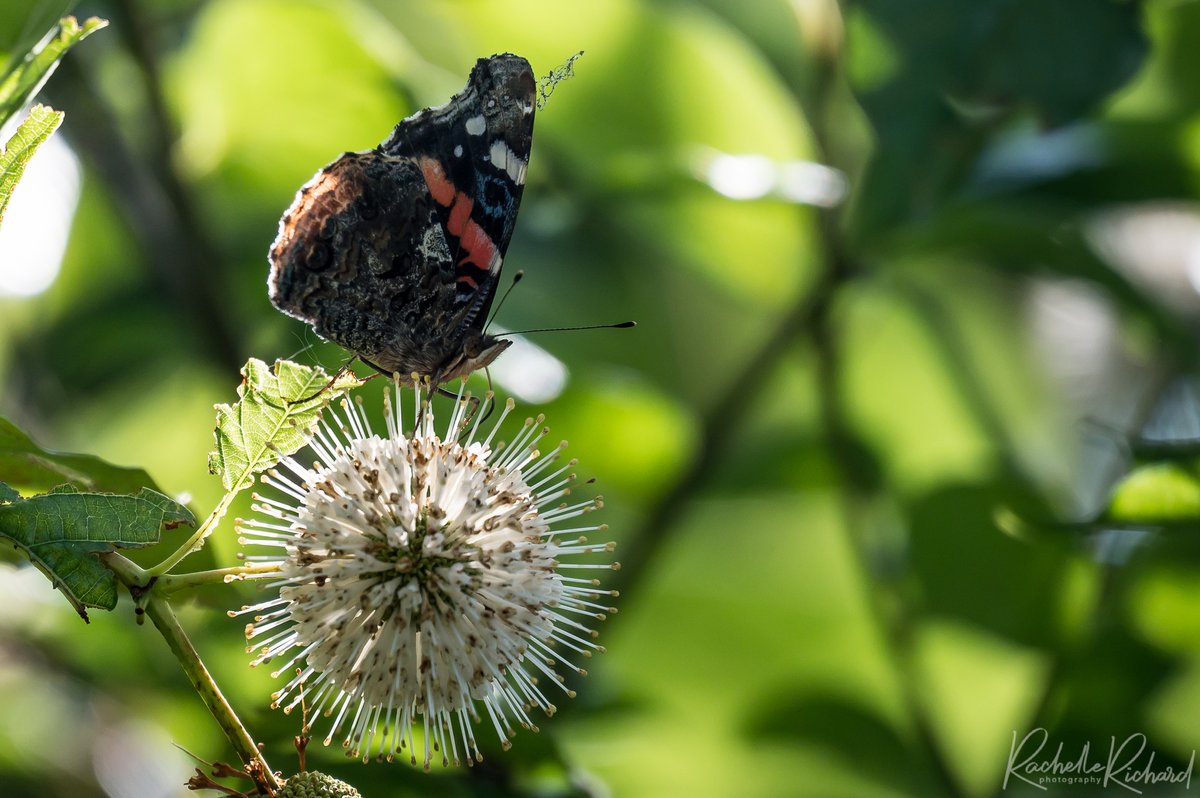 rachrichphoto's tweet photo. Butterflies on a Button Bush. Definitely need to buy one of these for my garden! #butterflies #butterfly #buttonbush #nature #thephotohour #shareyourweather #gardening #butterfly #monarch #redadmiral #whiteadmiral #tigerswallowtail
https://t.co/HMHf4gla09 https://t.co/ES7ITCTDeV