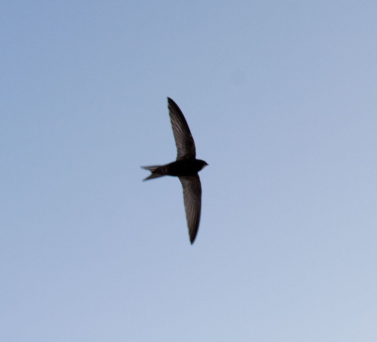 Swifts feeding joyously high in the heavens.  Soon to leave our skies on their migration south.  Look upward and wonder oh perilous beauty.
<a href="/WriterHannahBT/">Hannah Bourne-Taylor</a> <a href="/liverpoolpost/">The Post</a> <a href="/The_Palmhouse/">SeftonPark PalmHouse</a> <a href="/ILoveSeftonPark/">The Friends of Sefton Park</a> <a href="/TheNestUK/">The Nest</a> <a href="/Natures_Voice/">RSPB</a> <a href="/RSPBLiverpool/">RSPB Liverpool</a>