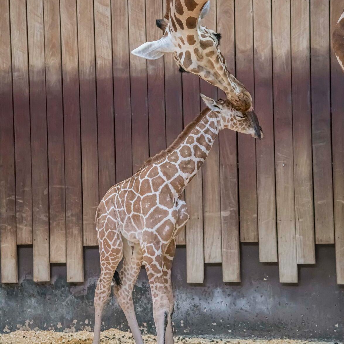 MKElifestyle's tweet photo. What’s new at the Milwaukee County Zoo? Babies and more babies. Read on for more cuteness overload. #babyanimals #zoolife #milwaukee #thingstodoinmilwaukee #thingstodowithkids
>>> https://t.co/x7mnYBqypi https://t.co/8trsBC0czO