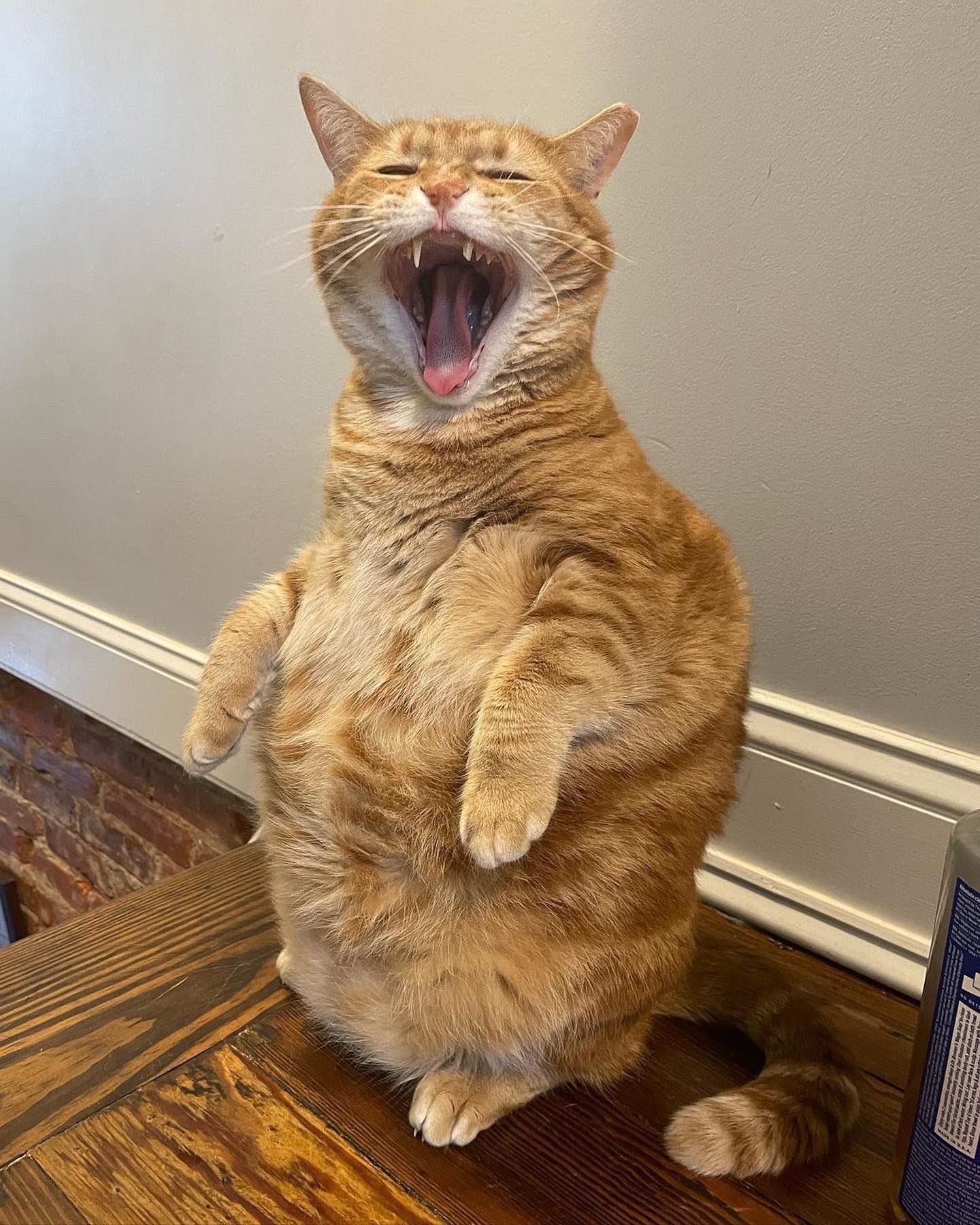 extremely large ginger cat standing on its back legs and screaming. very fangy and round.