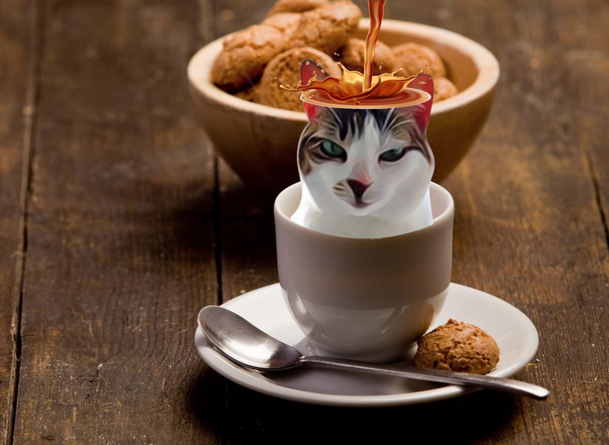 Illustrations28's tweet photo. Hello good afternoon ☕️

I sell illustrations for pets on my instagram account there are all the designs and styles of illustrations if you are interested send me a message 😺📨

https://t.co/N9vZyYbX4K https://t.co/t3lquRMvco