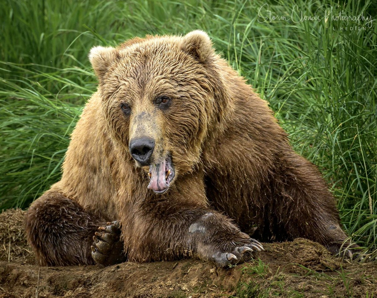 lhedien's tweet photo. 🐻 Big yawn! 🥱 #Alaska #brooksfalls #katmai
#Alaska #visitAlaska #bear #wildlifephotography #travel #thephotohour #nikonUSA #natgeoyourshot #zcreators #Alaskalife #travelalaska #akwildlife #captureAlaska #natwildmag #wildlifepic #natgeowild #nikonoutdoors https://t.co/ZmeYjL24bt