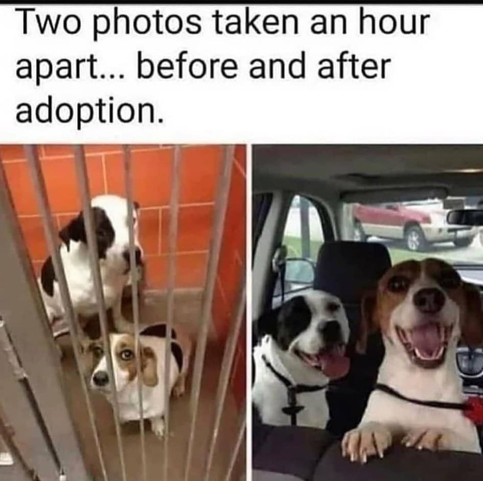 WholesomeMeme's tweet photo. https://t.co/3U3QcTSzIn