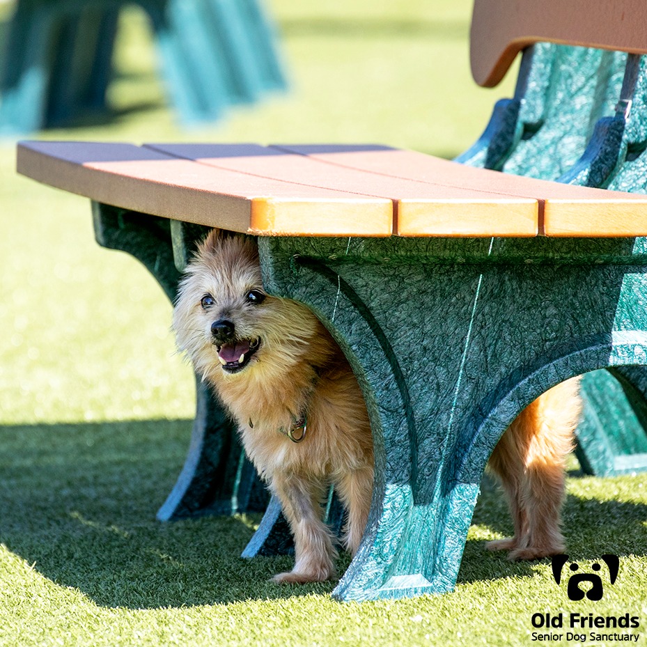 Today's hot tip brought to you by Poppy: 'Did you know it's cooler in the shade?! I can't believe I'm the first one to figure this out! Just trust me and give it a try!' 😎#OFSDS #OFSDSPoppy #OFSDSRyleigh #SeniorDogs #OFSDSGoodMorning #Dogs #OFSDSBondedPair #BondedPair