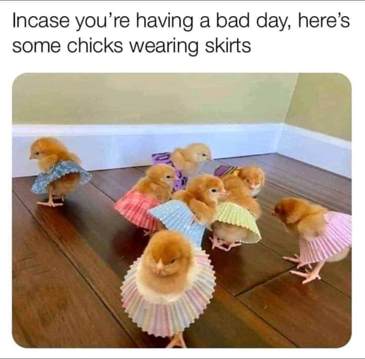 WholesomeMeme's tweet photo. https://t.co/9FYFSaQnfU