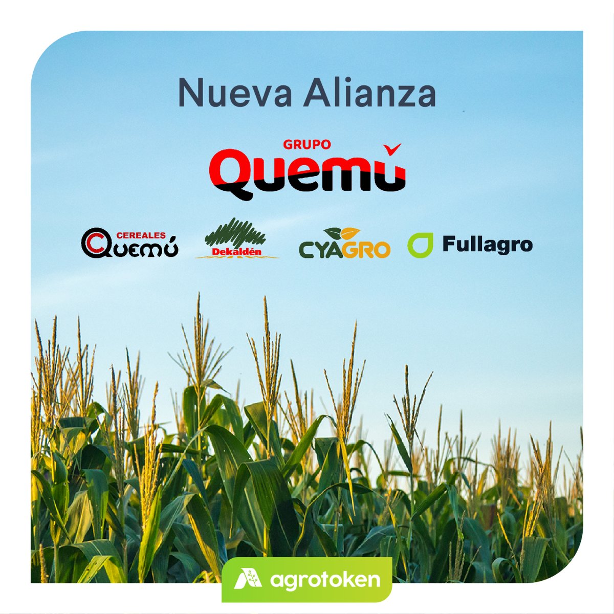 Incorporamos un nuevo acopio y red de comercio al ecosistema Agrotoken: Grupo Quemú, integrado por <a href="/CQuemu/">Cereales Quemú de Grupo Quemú</a>, <a href="/dekalden/">Dekaldén de Grupo Quemú</a>, <a href="/cyagro1/">CYAGRO</a> y <a href="/Fullagrosrl/">Fullagro de Grupo Quemú</a>, especialistas en la venta y distribución de insumos y servicios para la actividad agropecuaria y negocios ganaderos.