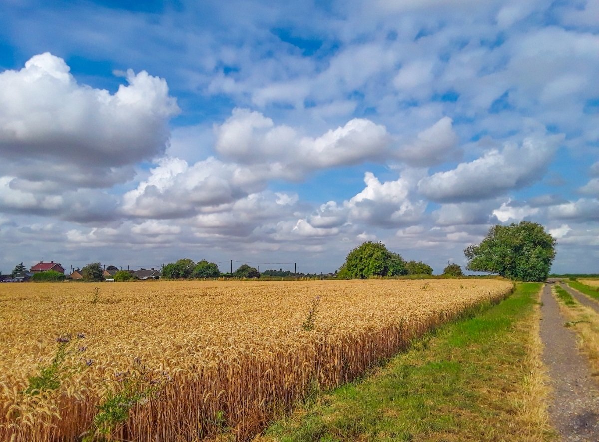 chris_alpacas's tweet photo. I had a comment on my photos yesterday it said
"Awful! How boring, flat land etc etc" I've blocked this person so he hasn't got to see anymore of my awful, boring photos. I think #thefens is a beautiful place with big skies and wonderful landscape. Weird folk? #flatnotboring! https://t.co/2z5iTipj51