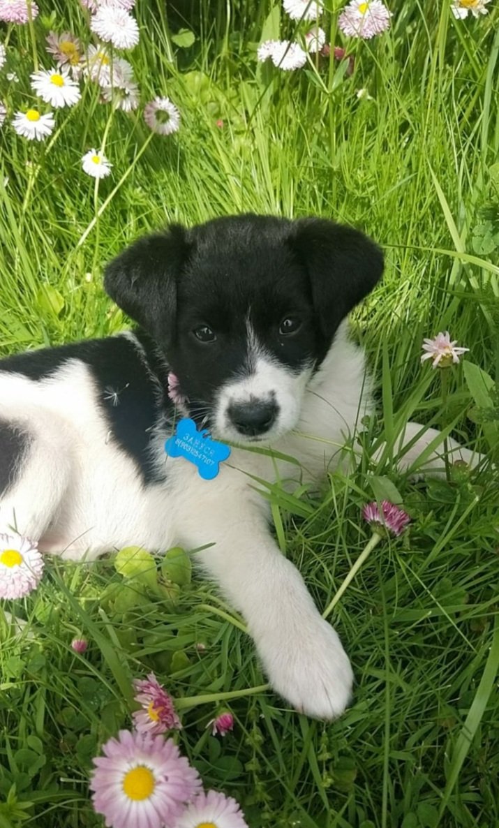 Ах, эти баловни судьбы, усы вразлёт торчащие! Ах, эти полные мольбы, глаза дары просящие!(с)

Пристраиваем щенков, 4 месяца, все привитые,ласковые, ищут дом :) РТ