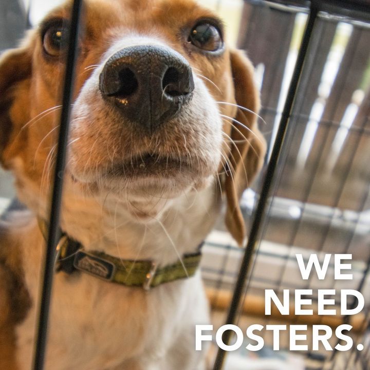4,000 beagles were recently rescued from a facility in Virginia. We are honored to help with the rescue and rehoming mission of 100 dogs in need. 

If you want to help give a fresh start to these dogs who have already been through too much, click here: ahconnects.org/beagles