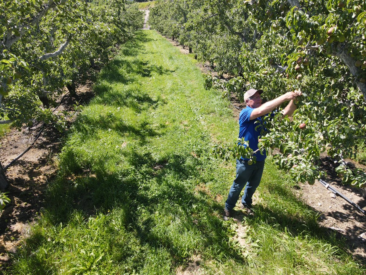 nanoyield's tweet photo. In this study Aqua-Yield Agronomist Dan Adamson wanted to see how NanoPro® can increase AI uptake of Ultor Insecticide (Bayer CropScience) to stop psyllid destruction. https://t.co/H8RdNciach
.
.
.
#insecticide #aquayield #nanopro #ultor #pears #nanoliquid #nanotechnology https://t.co/6aSMbF5zXV