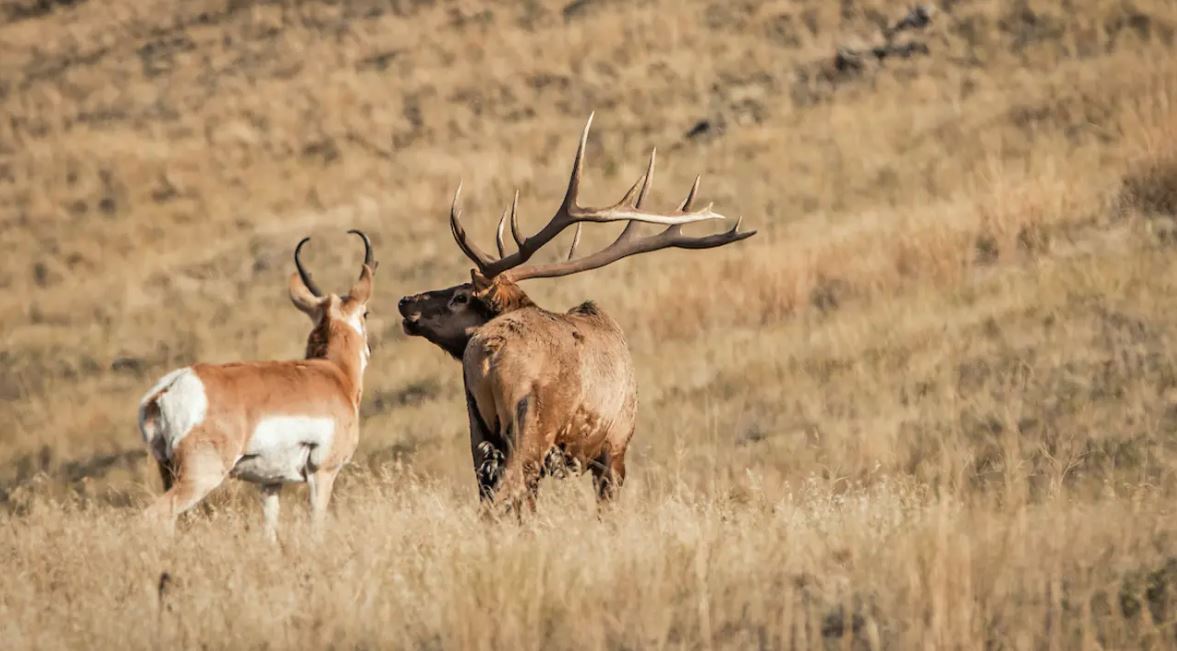 pheasants4ever's tweet photo. Why hunters should support the new Grasslands Act legislation https://t.co/q4bnT1U70d via @MeatEaterTV #ActForGrasslands w/ @RonWyden @amyklobuchar @MichaelBennet cc @erb_bethany https://t.co/oveqK7Obal