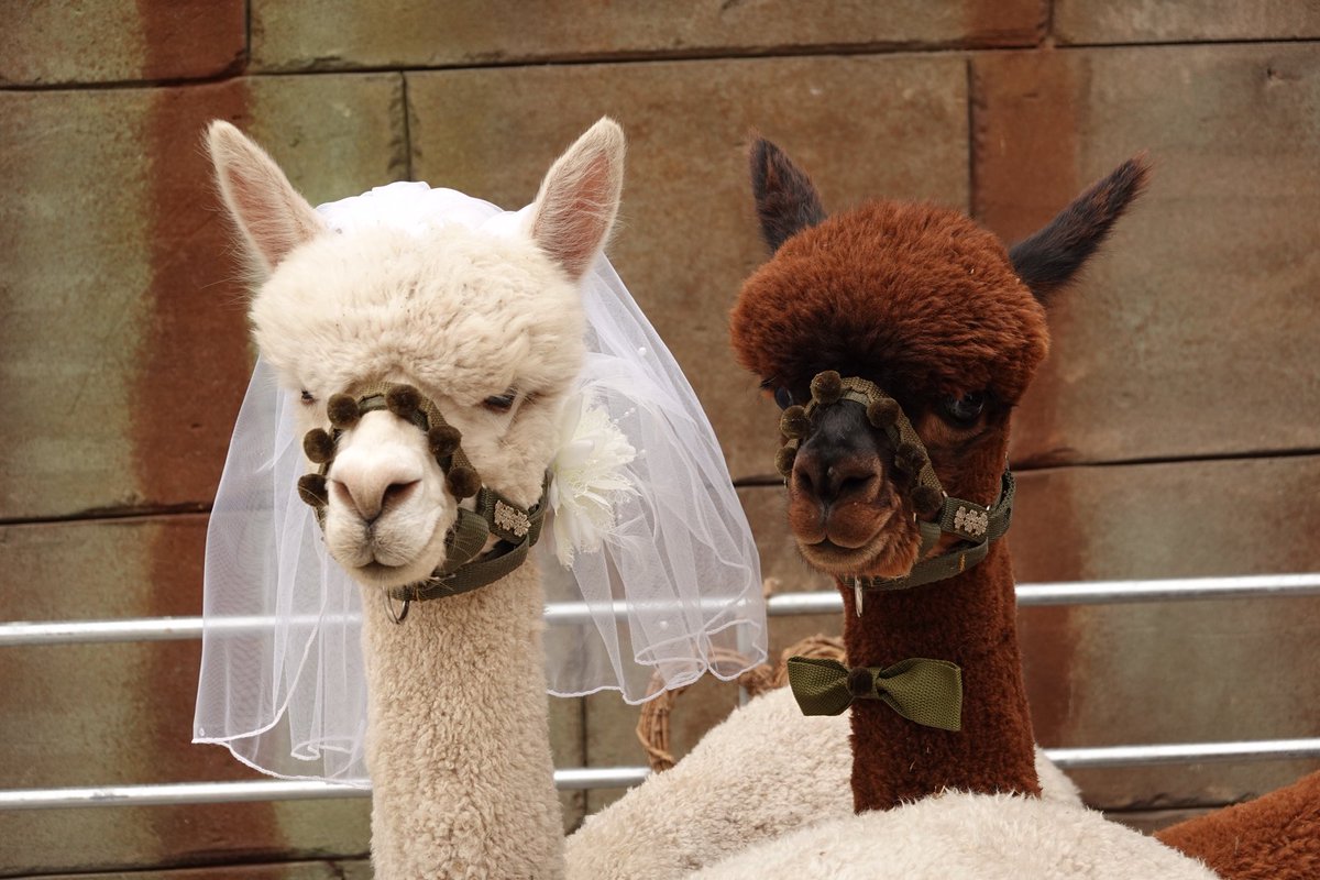 Well done to these guys for creating a special memorable wedding day 😍 #alpacas #Devon #Exmoor #Combemartin #Wedding #wedding #alpacawedding #bride #groom #Boris & #Joe #alpacasocks