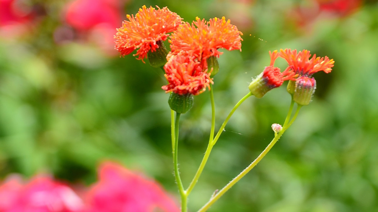 メリアルーム 土日祝いいねお休みです 今日の花 8月9日の誕生日花は カカリア 花言葉は 技芸 です この日生まれの人は サービス精神が旺盛です 八方美人なところもありますが いつも多くの友人に囲まれ賑やかに過ごします 8月9日