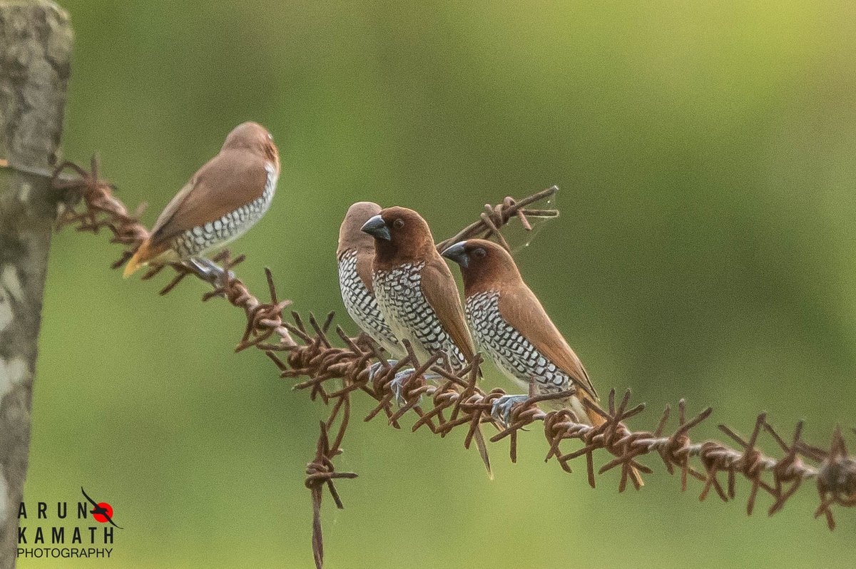 Kerry Vickers On Twitter RT incognito9 Brownbirds The Scaly 
