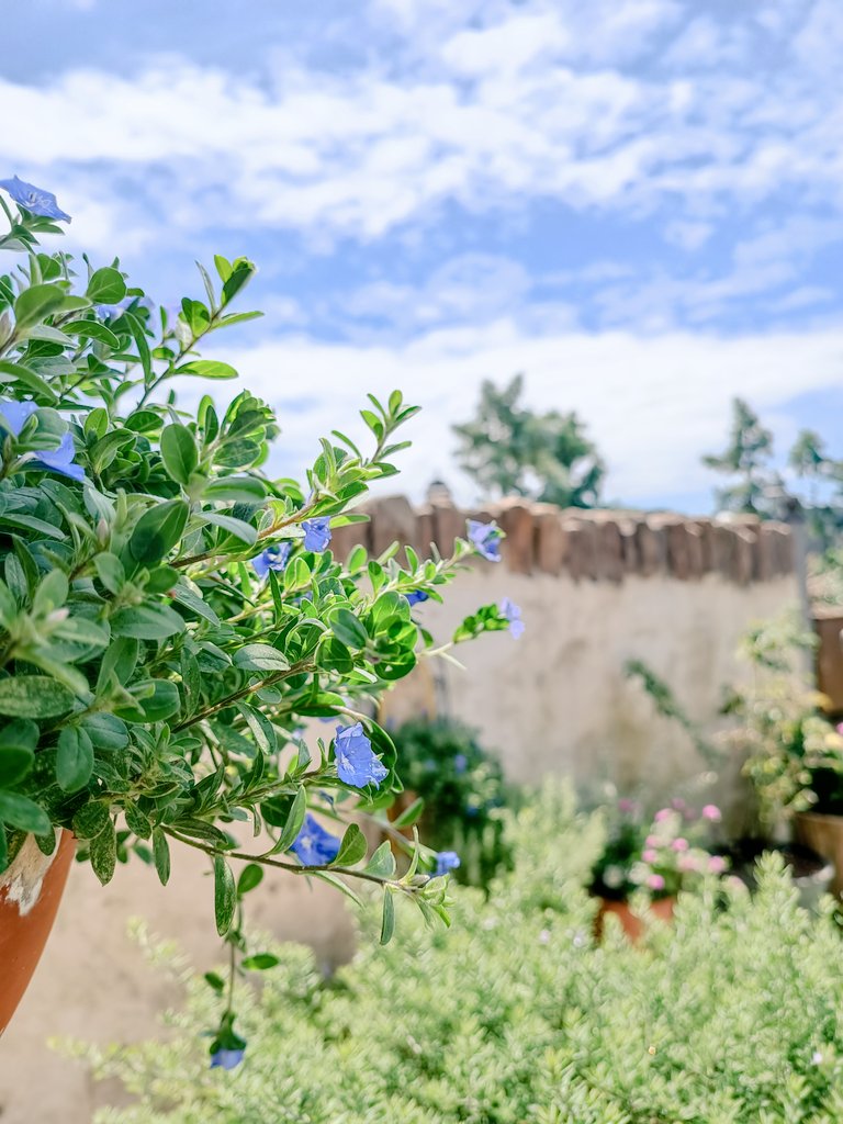鎌倉スワニー おはようございます ルーフガーデンのミニバラが きれいに咲いていました みずみずしい植物に 今日も元気をもらっています お近くにいらしたら ぜひルーフガーデンに お立ち寄りください スワニー 鎌倉本店 T Co Kvdvfnmknu