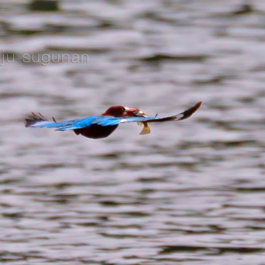 A White-throated Kingfisher justifying his name... #IndiAves #BrownBirds