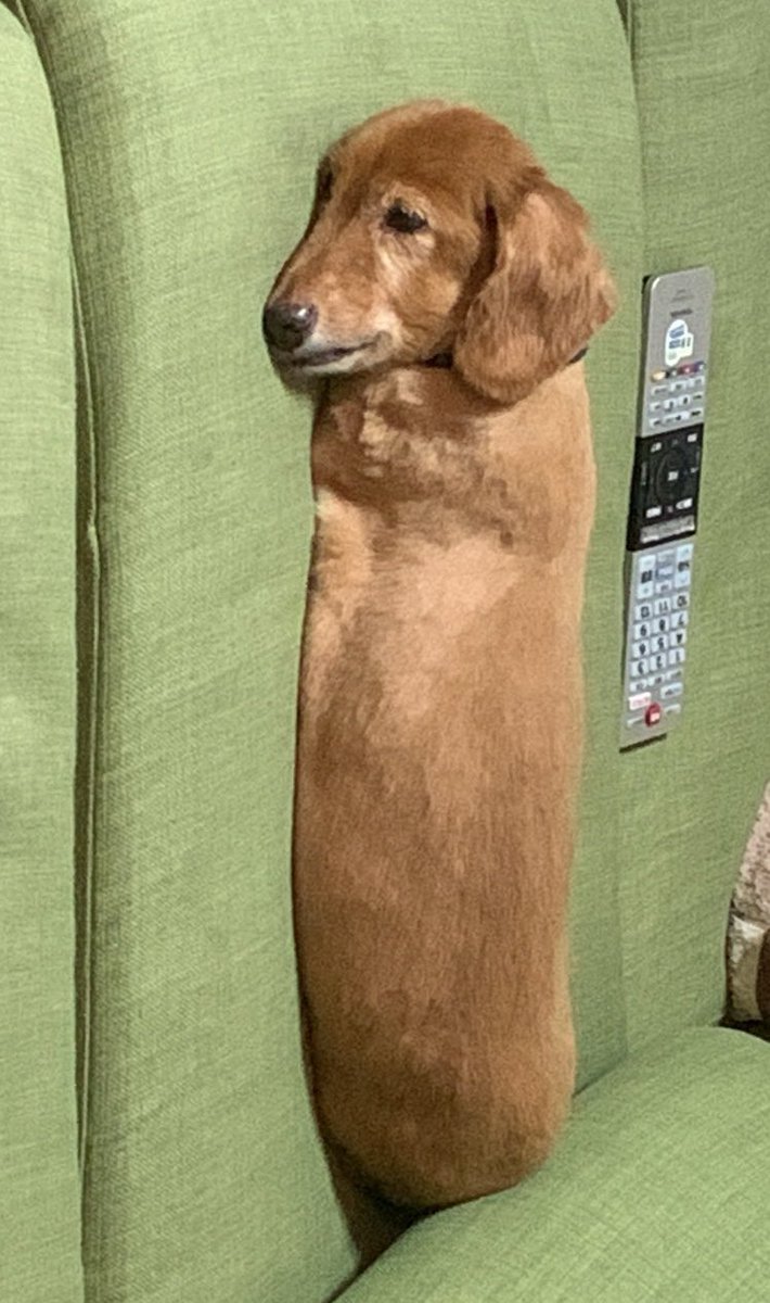 hoachooookt's tweet image. 寝姿がまるでペッツみたいだって妹から送られてきた。もうペッツにしか見えない