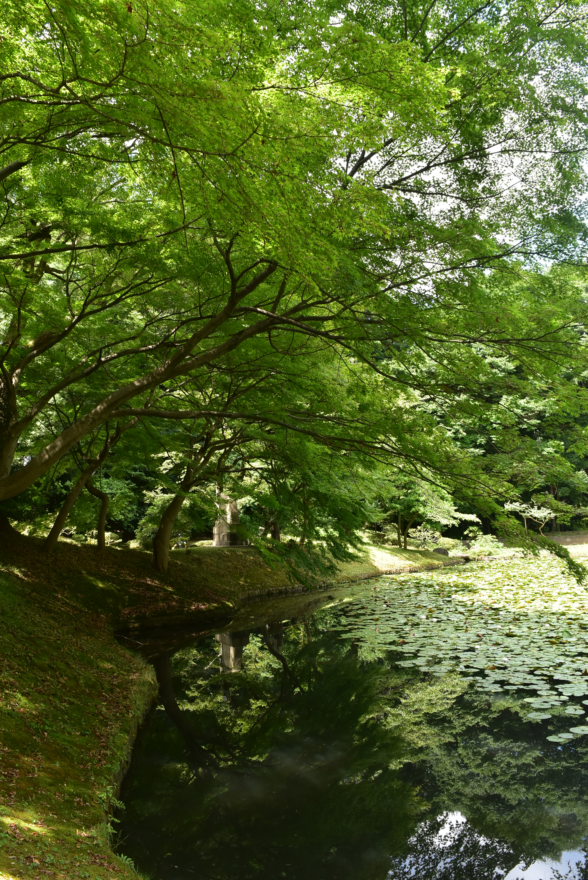 小石川後楽園 蝉しぐれに包まれた夏の園内で 緑が迫ってくる そんな不思議な感覚に浸ってみては いかがでしょうか 小石川後楽園 夏の庭園 ツイッターで楽しむ庭園 文京区 モミジ 蝉しぐれ 夏のいい庭キャンペーン T Co O9cvkvrkkx