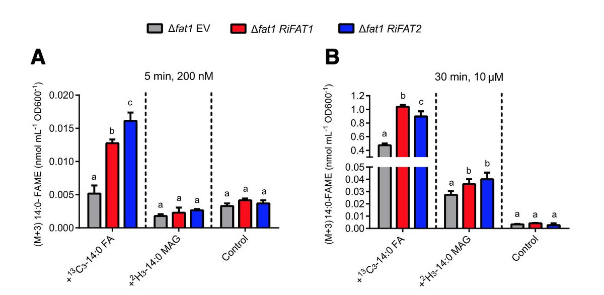 Jeanne Harris (@jmharris777) on Twitter photo Editors Pick for June <a href="/MPMIjournal/">MPMI Journal</a>! Mathias Brands and Peter Dörmann identify 2 AMP-Binding Domain Proteins from mycorrhizal symbiont, Rhizophagus irregularis, Involved in Import of Exogenous Fatty Acids! apsjournals.apsnet.org/doi/10.1094/MP… Editors Pick for June <a href="/MPMIjournal/">MPMI Journal</a>! Mathias Brands and Peter Dörmann identify 2 AMP-Binding Domain Proteins from mycorrhizal symbiont, Rhizophagus irregularis, Involved in Import of Exogenous Fatty Acids! apsjournals.apsnet.org/doi/10.1094/MP…