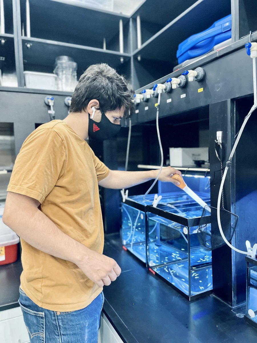 DesaulniersLab's tweet photo. Check out the new glowing Medaka fish at @lab_omics ! As our co-supervised MSc. student Makenzie Mateus takes care of them 🐠

Makenzie is currently working on special siRNA synthesis to investigate gene therapy applications in Medaka fish. 🧬
#sirna #scientist #glowfish https://t.co/jY1oKWG4RC