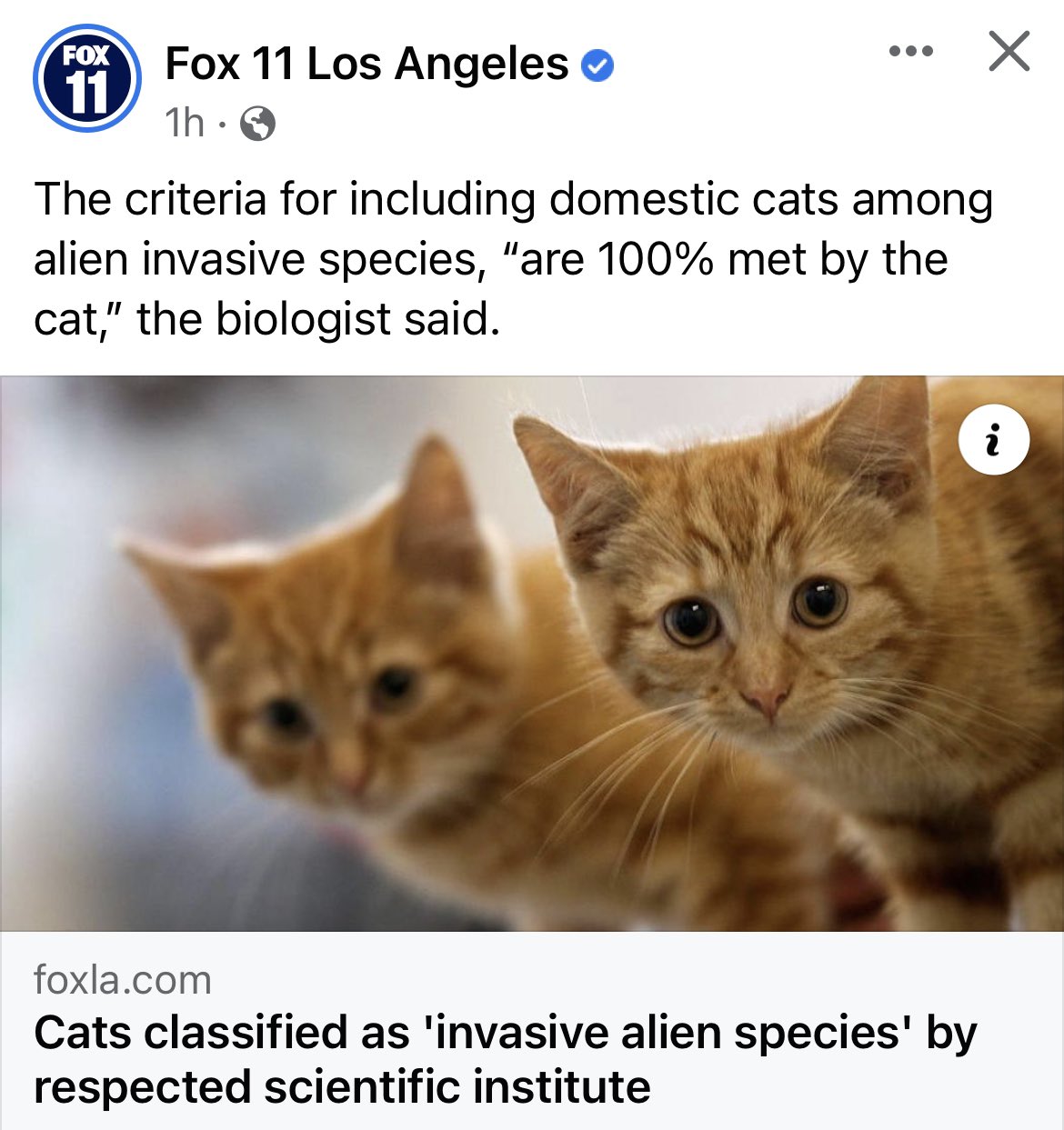 Cats classified as 'invasive alien species' by scientific