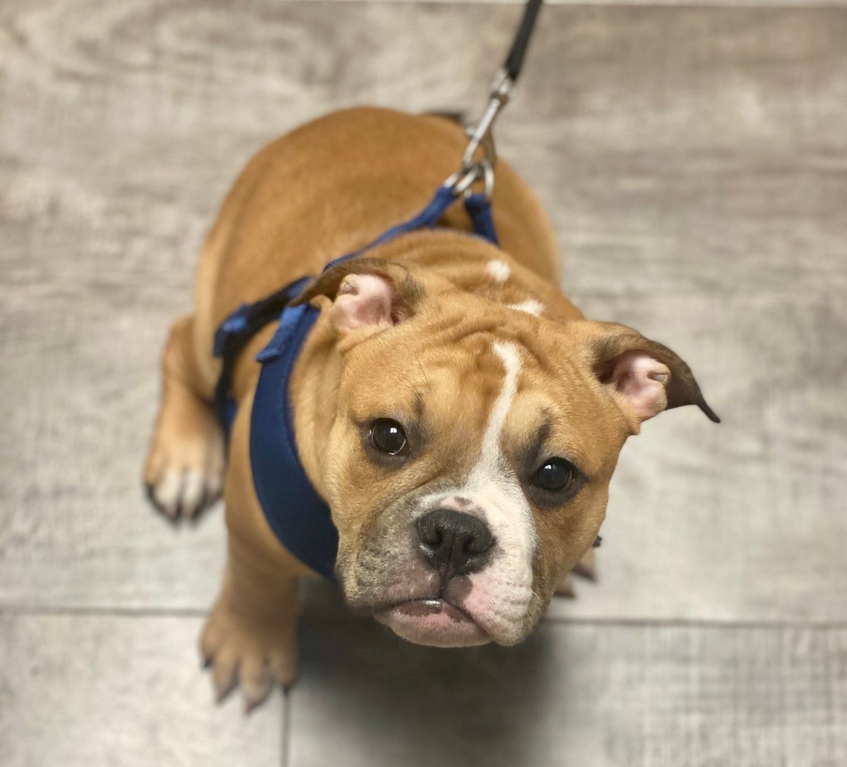 Happy #WellnessWednesday!

When you bring a new puppy into your home there will inevitably be a period of adjustment. Your goals are to help your puppy to quickly bond to its new family, and to minimize the stress associated with leaving its mother, litter mates, and former home.