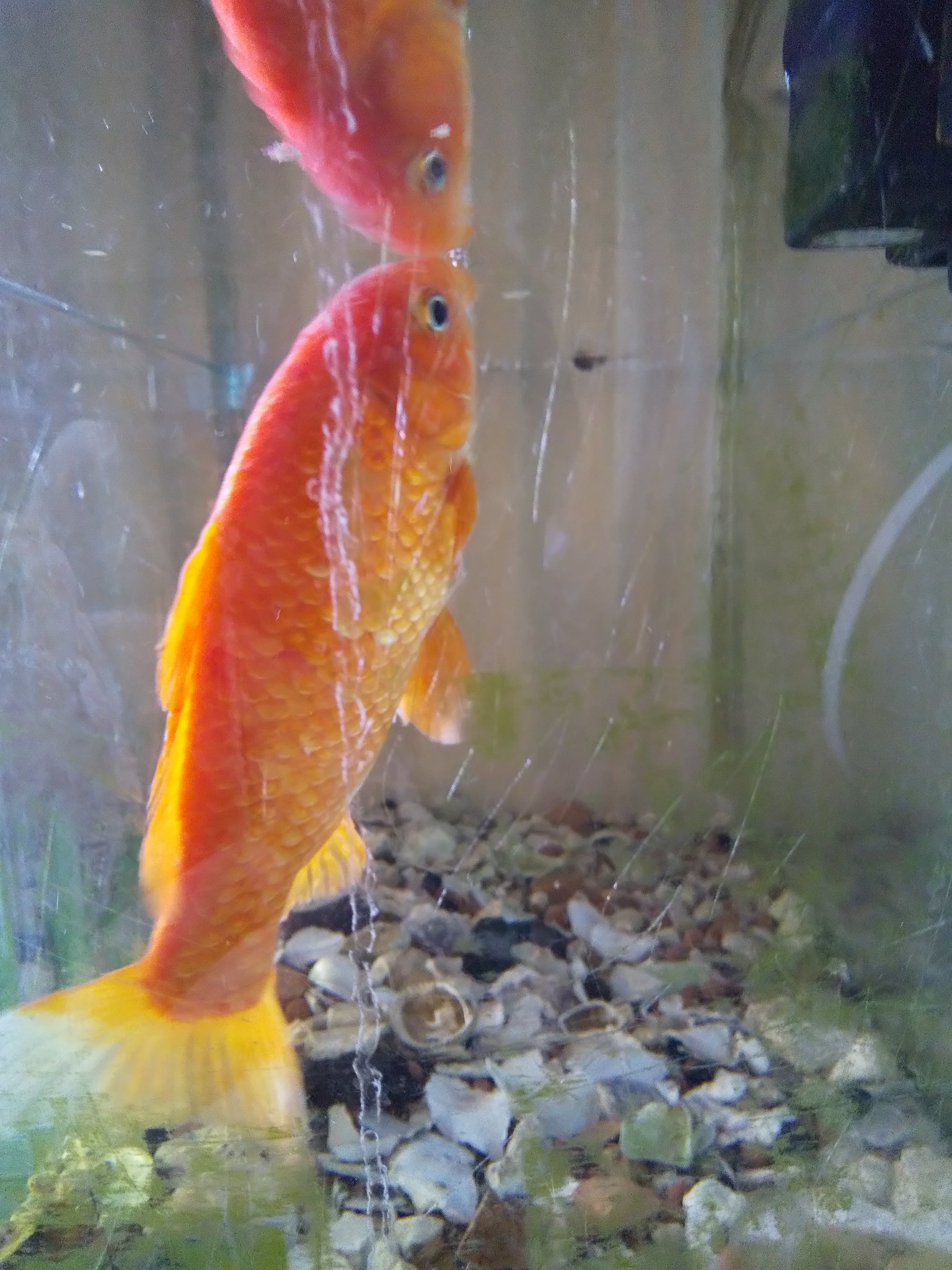 りんりん おはようございます 金魚の金ちゃん 縁日の金魚すくいから14年 今朝も元気です ぴぃちゃん も長生きしようね T Co Mwbnoogsfl Twitter